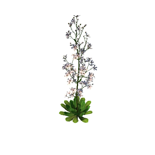 FLower_Saxifraga stolonifera1